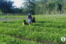 DTPH Paser kembangkan tanaman hortikultura