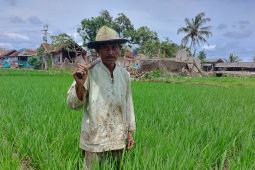 Pemkab Cianjur persiapkan skema alih profesi petani terdampak gempa