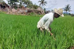 Petani Cianjur korban gempa mengaku masih trauma kembali ke sawah