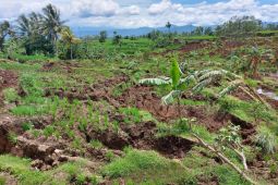 317 hektare lahan sawah di Cianjur rusak akibat gempa