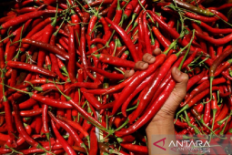 Produksi cabai di Aceh meningkat menjadi 13,8 ribu ton