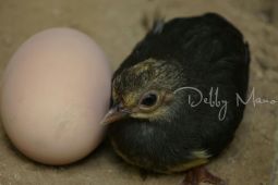 TNBNW wilayah Gorontalo punya empat lokasi peneluran burung maleo