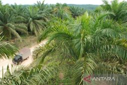 PT TWK adukan oknum warga tanam sawit di lahan HTI