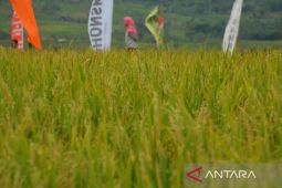 Menyuburkan kesejahteraan petani lewat program Makmur
