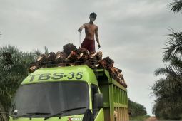 Harga TBS sawit di Kalimantan Barat capai Rp2.512,64 per kilogram