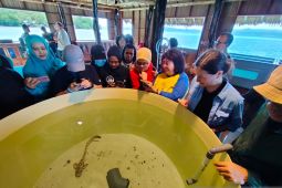 Hiu belimbing butuh perlindungan agar tidak punah