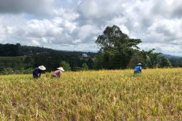 Gubernur Koster targetkan pertanian organik di seluruh Bali