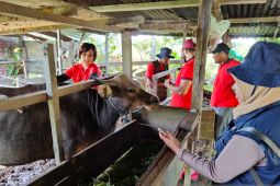 Bidang Peternakan Kota Sorong datangi kandang ternak warga monitoring PMK