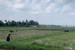 Distribusi pupuk merata tingkatkan produktivitas pertanian di Kabupaten Malang