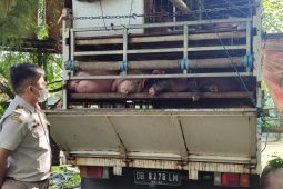 Karantina cegah  26 ekor babi tanpa surat kesehatan masuk Balikpapan