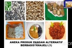 Hanjeli tanaman pangan pengganti beras bergizi tinggi, kata pakar Unpad