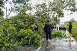 Pohon tumbang ganggu arus lalu-lintas warga di Meulaboh