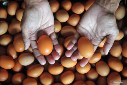 Konsumsi telur untuk cegah stunting pada anak