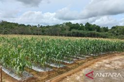 Petani di Belitung tanam jagung puluhan hektare untuk sambut tahun baru