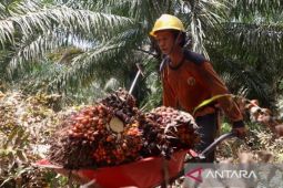 Harga TBS sawit di Kotabaru fluktuatif