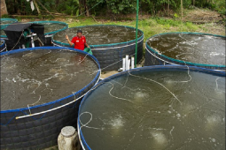 DKP Aceh gencarkan program bioflok untuk tingkatkan hasil perikanan