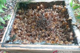 Komunitas Madu Teran Manfaatkan Lahan Reklamasi PT Timah Tbk Untuk Ternak Madu