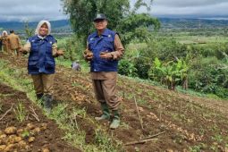 Produksi kentang Rejang Lebong capai 15,9 ton per hektare