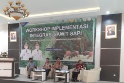 Program sistem integrasi sawit sapi di Kalbar digencarkan
