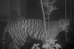 Tiga anjing peliharaan warga di Agam dimangsa harimau