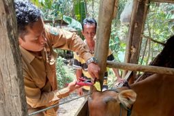 Hewan ternak betina di Paser dapat asuransi dari pemerintah pusat
