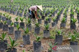 Program peremajaan sawit dapat mendongkrak pendapatan petani