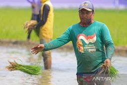 Sektor pertanian sumbang PDB kuartal III 12,91 persen