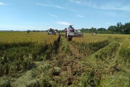 Karawang punya 19 gudang lumbung pangan masyarakat