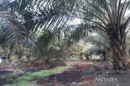 Mukomuko bangun 23 jalan sentra produksi perkebunan