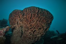 Dispar sebut penyelam asing ikuti kompetisi fotografi bawah laut Gorontalo