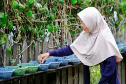 PMI tingkatkan ekonomi  masyarakat Samarinda lewat jahe merah