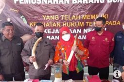 Kejari musnahkan dua gading gajah di Bandarlampung