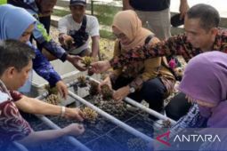 Pemkab Berau belajar pengelolaan karang hias di Banyuwangi