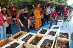 Young Budhhist Association lepas ribuan satwa air di Kalimas Surabaya