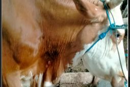 Peternak sapi diminta waspadai penyakit LSD