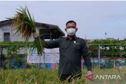 Produksi beras di Kalbar Januari Desember 2022 surplus 21.577 ton