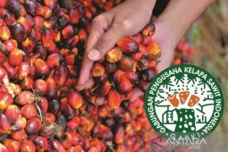 Gapki berharapkan petani sawit tingkatkan kualitas TBS