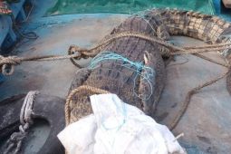 BBKSDA: Buaya memangsa dua korban karena habitat terganggu
