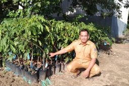 Lima desa di Paser dijadikan kawasan pengembangan kelengkeng