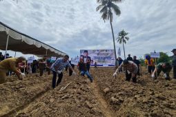 Rachmat Gobel tanam singkong organik di Tibawa-Gorontalo