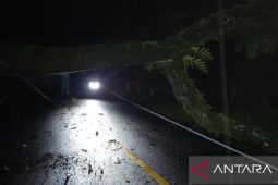 Pohon tumbang tutup ruas jalan nasional penghubung Cisolok-Lebak Banten