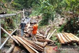 Polisi kehutanan buru pelaku pembalakan liar di Gunung Lengkuas