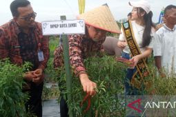 Pemkot Jambi panen cabai siap distribusi ke pasar tradisional