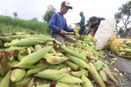Harga jagung manis menjelang tahun baru