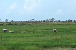 Dinas Pertanian diminta antisipasi gagal panen