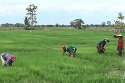Petani berharap pemerintah bantu pemasaran hasil pertanian