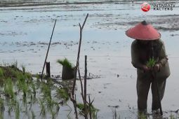 Tingkatkan produksi pangan melalui pembinaan petani