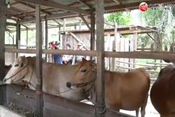 DPRD Seruyan: Maksimalkan pengawasan pengelolaan bantuan bibit ternak