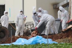 Korsel temukan kasus flu burung di peternakan bebek
