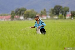 Nilai Tukar Petani Gorontalo kembali alami penurunan